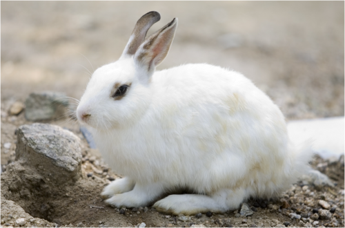 토끼 먹이 주기 체험